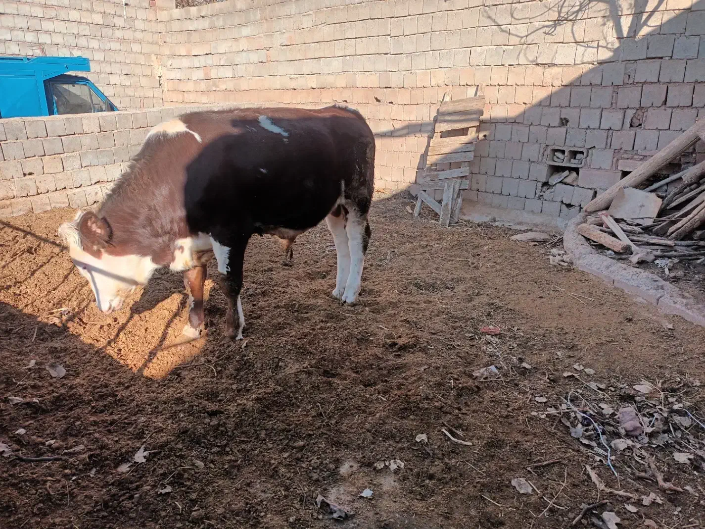 گوساله سیمنتال|حیوانات مزرعه|لیلان, |دیوار