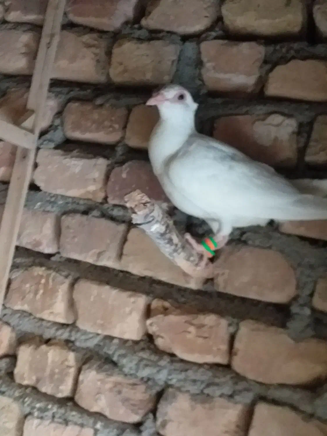 کاشمر عارف اباد|پرنده|نازیل, |دیوار