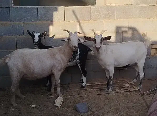 بز دورگ سانن|حیوانات مزرعه|اشکذر, |دیوار