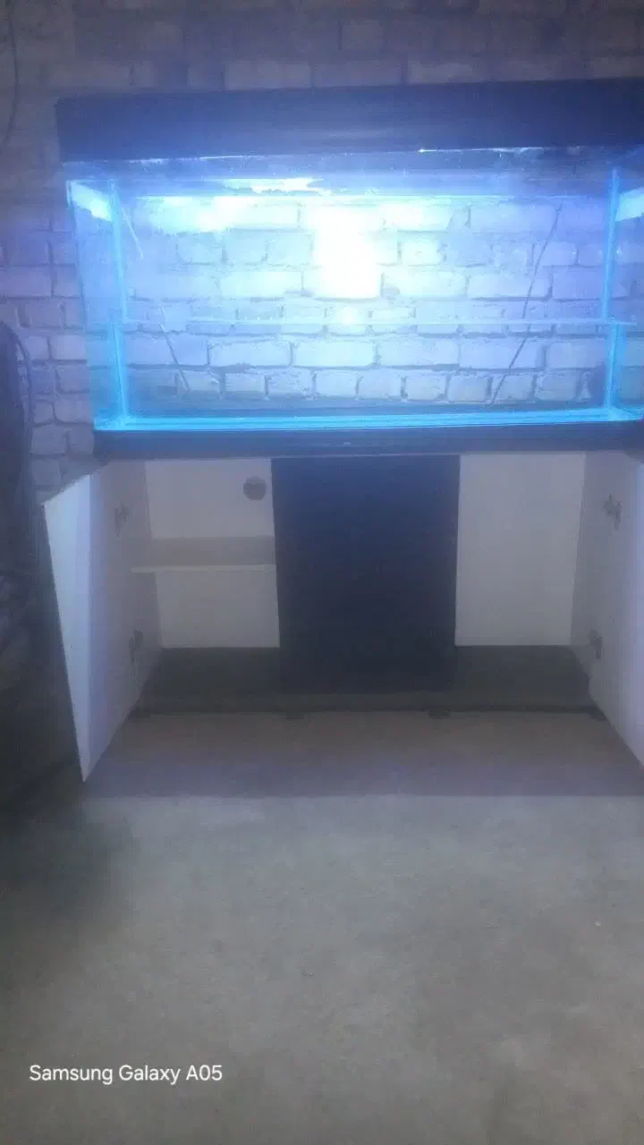 آکواریوم در حد نو|ماهی|یزد, |دیوار