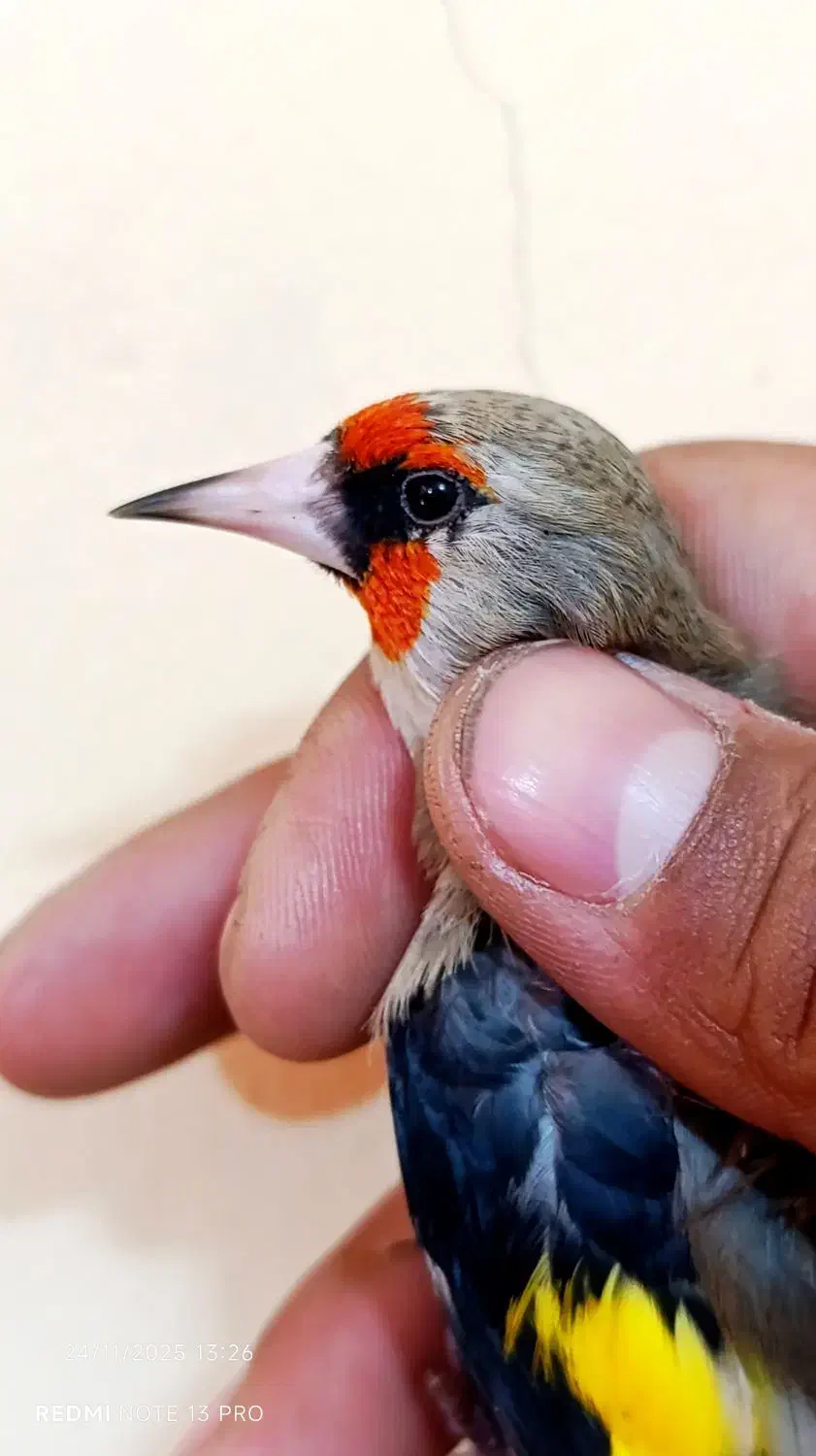 سهره سقا دورگ کرمونی|پرنده|کرمان, |دیوار