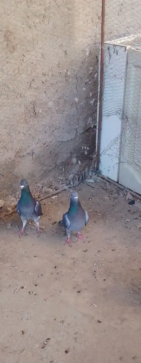 کفتر|پرنده|خمک, |دیوار