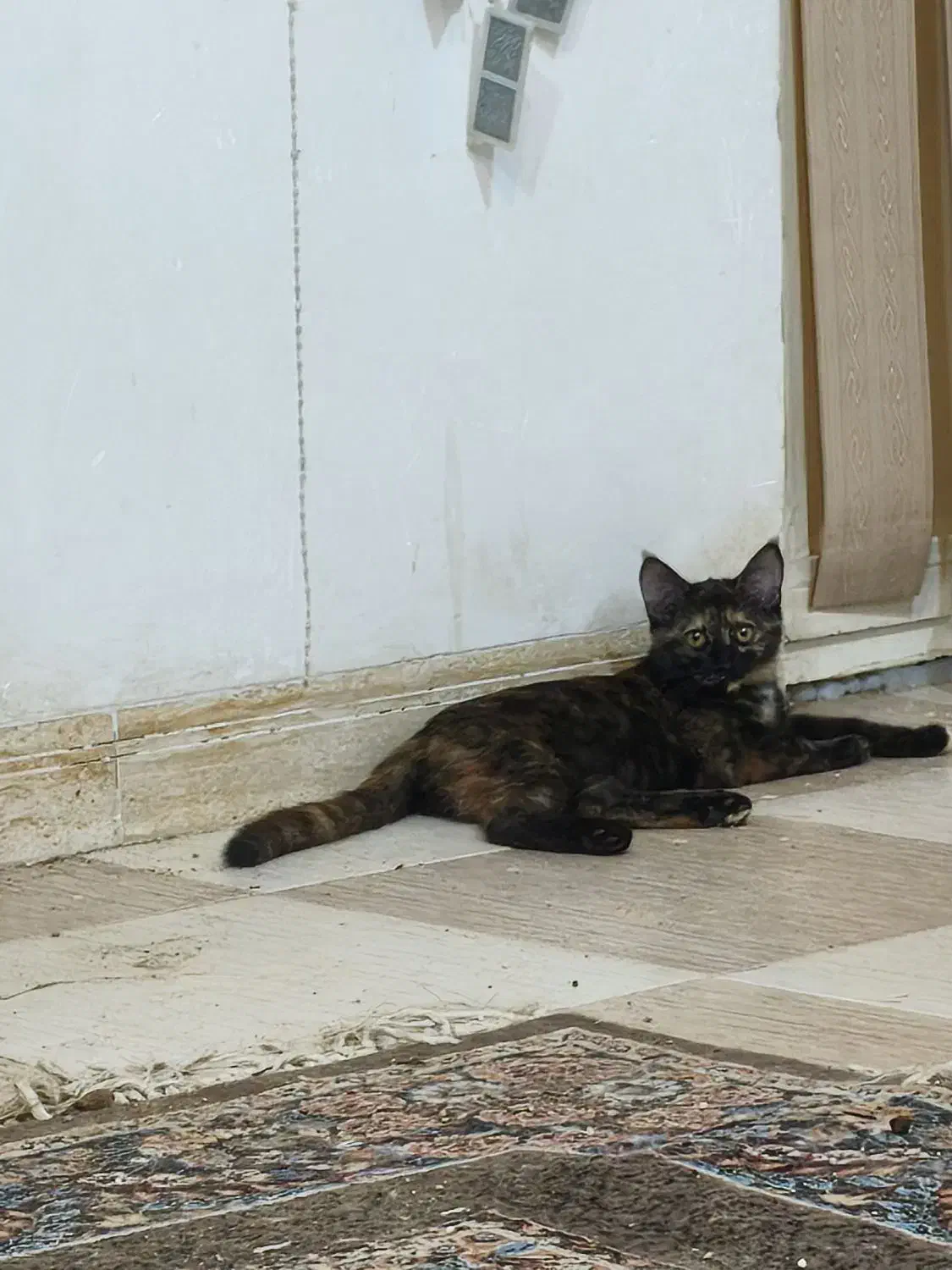 واگذاری|گربه|یزد, |دیوار