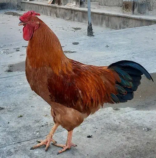 خروس|حیوانات مزرعه|مشهد, دانشجو|دیوار