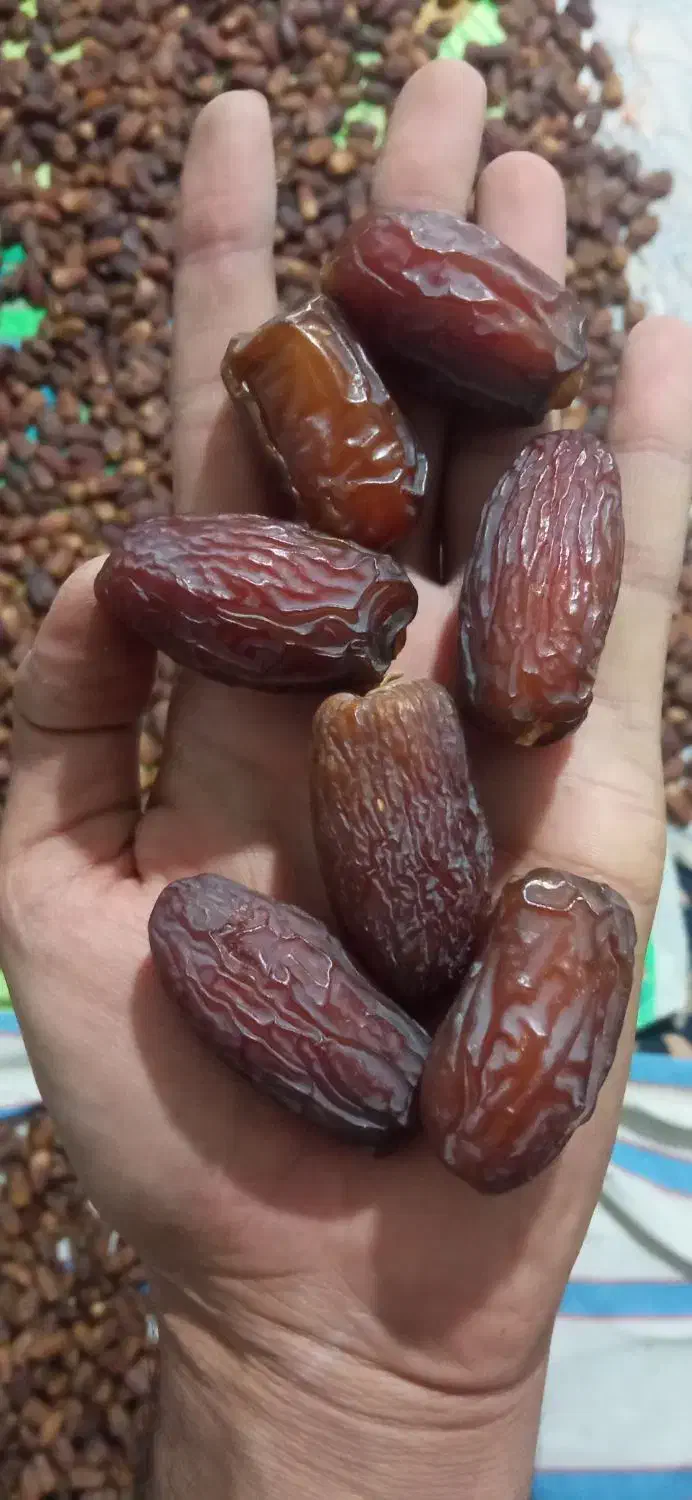 خرما مجول وپیارم|خوردنی و آشامیدنی|فسا, |دیوار