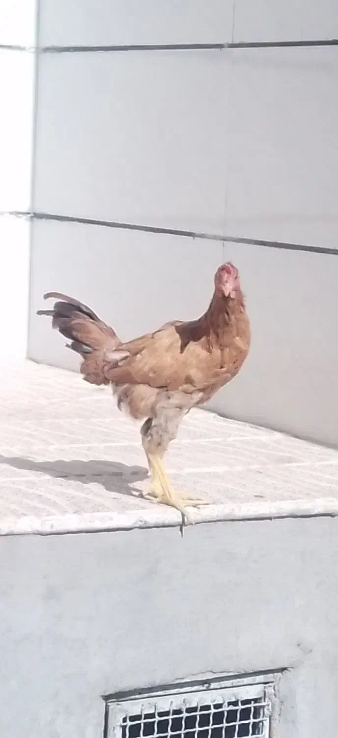 خروس|حیوانات مزرعه|بروجرد, |دیوار