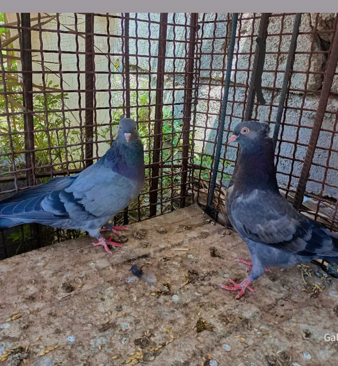 کفتر سبز فروشی قیمت ۱۱۰۰|پرنده|ریگان, |دیوار