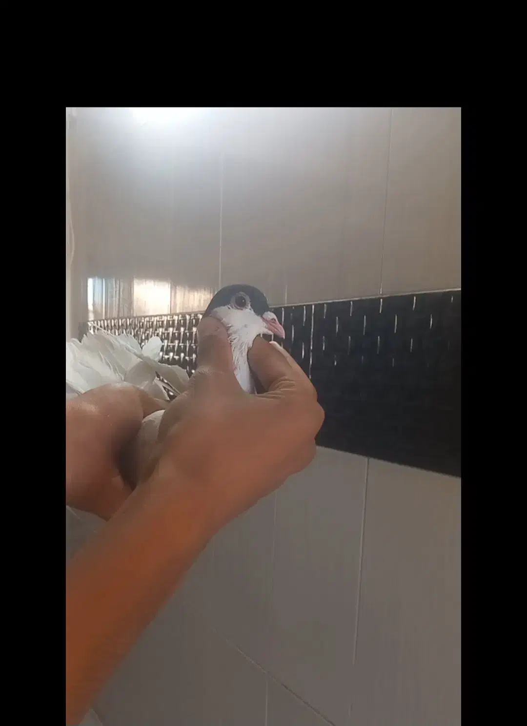 جفت خال عروسک شقه|پرنده|گلبهار, شهر جدید گلبهار|دیوار