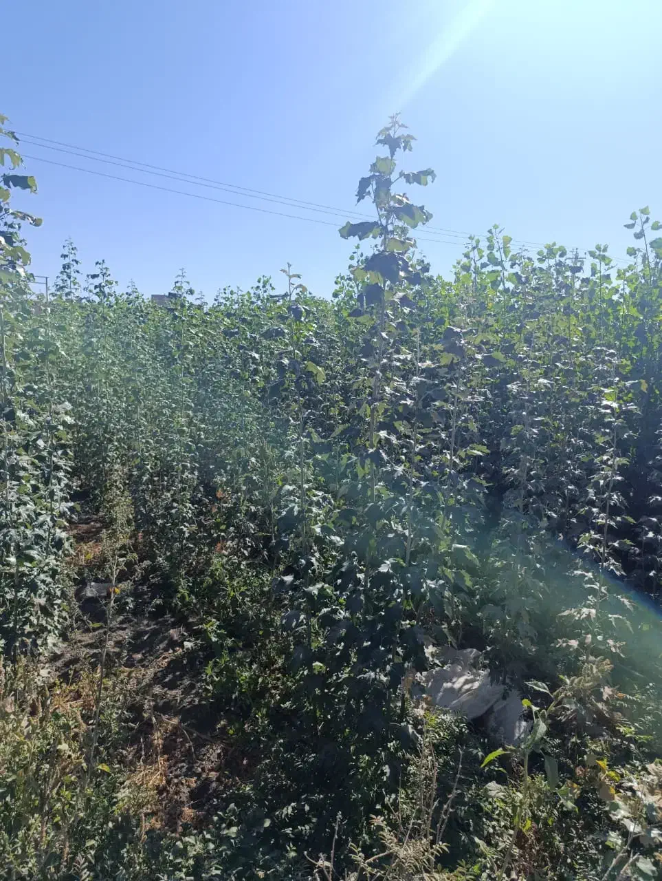 نهال های پربار با تنوع بالا با شهر نهال|خدمات باغبانی و درختکاری|مریوان, |دیوار