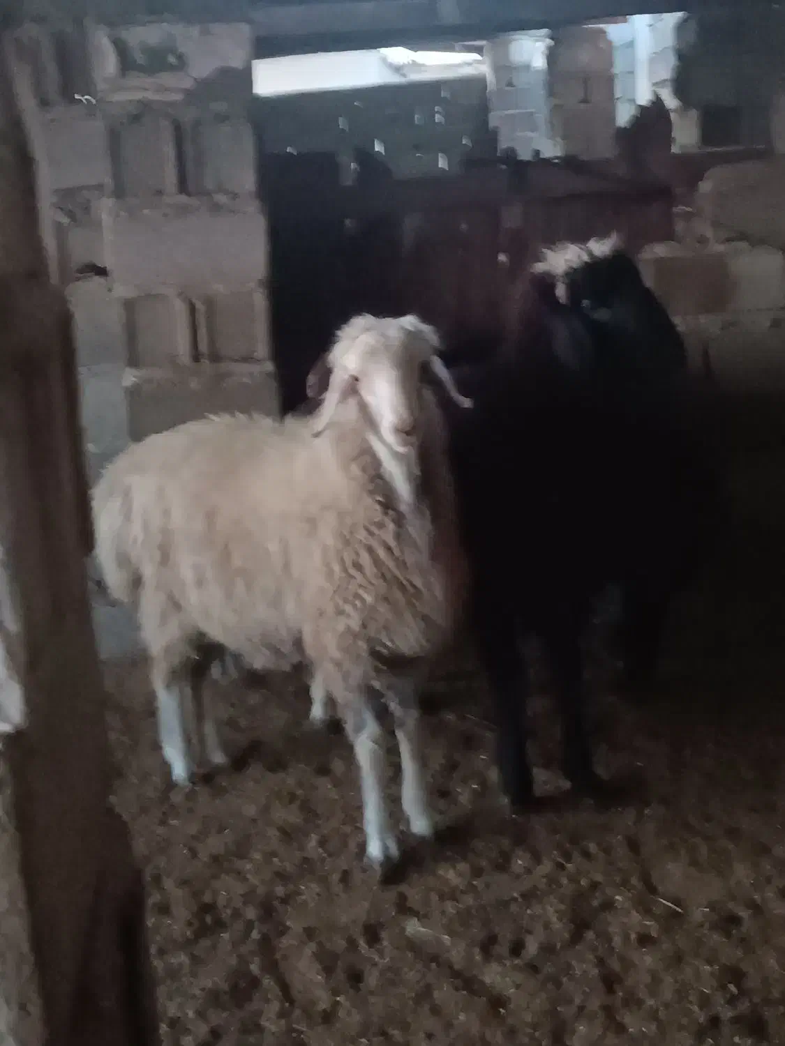 بره چاق|حیوانات مزرعه|مینودشت, |دیوار