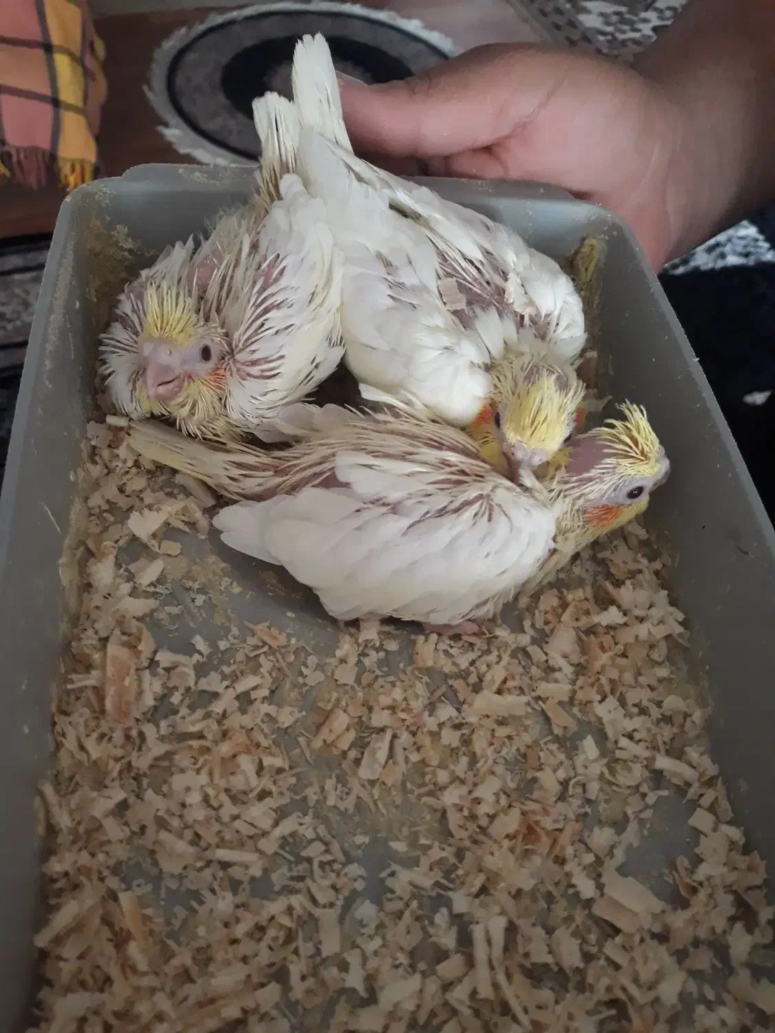 عروس هلندی|پرنده|شیراز, شهرک مدرس|دیوار