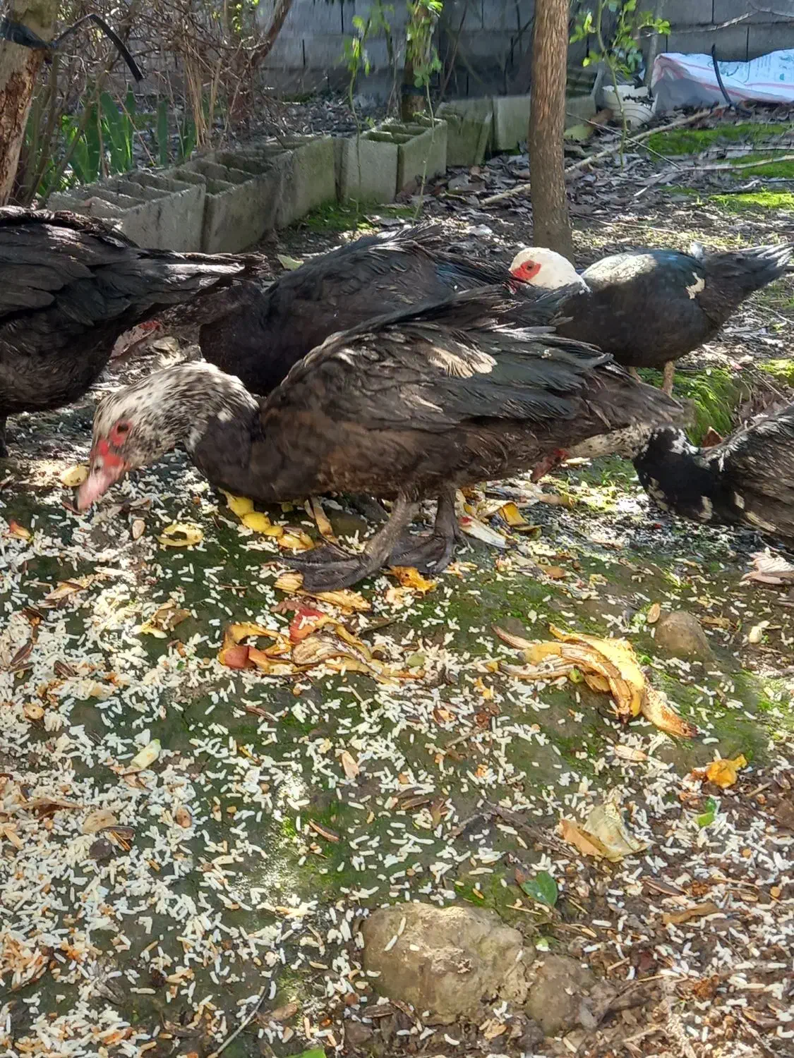 اردک اسرائیلی|حیوانات مزرعه|تاتار علیا, |دیوار