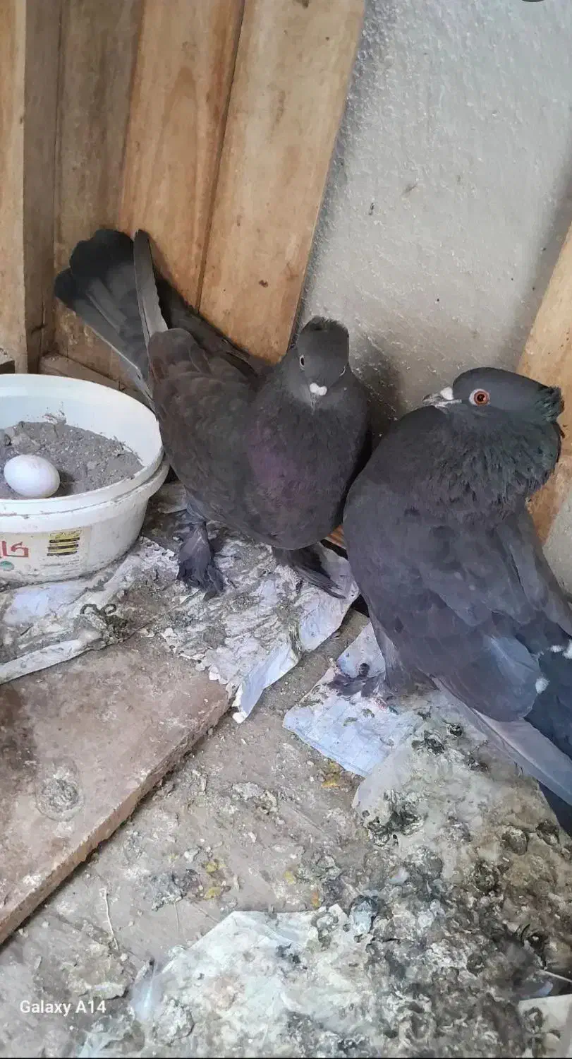 کبوتر رواعب لانگ فیس|پرنده|قم, حاج زینل|دیوار