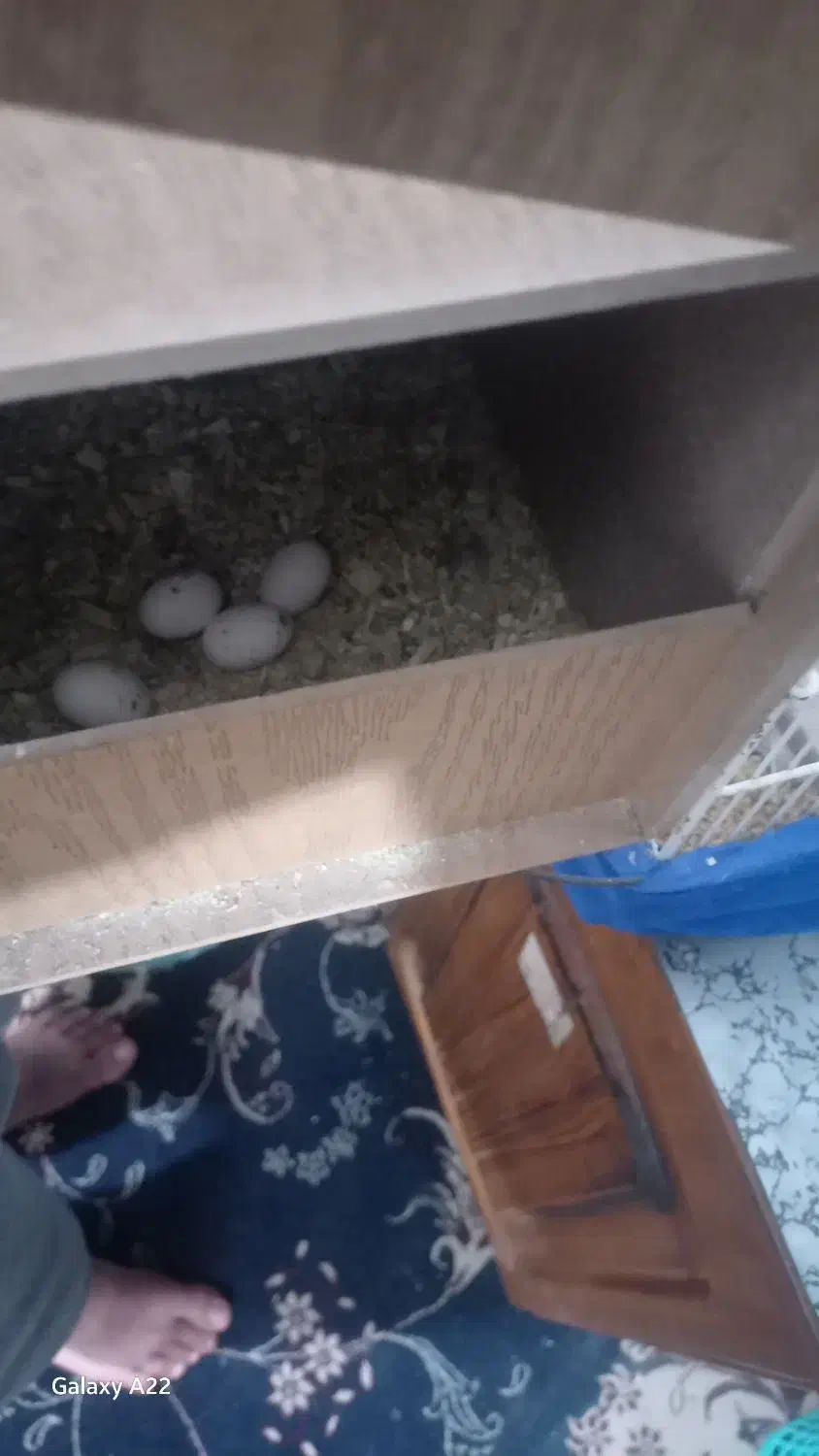 عروس هلندی|پرنده|بم, |دیوار