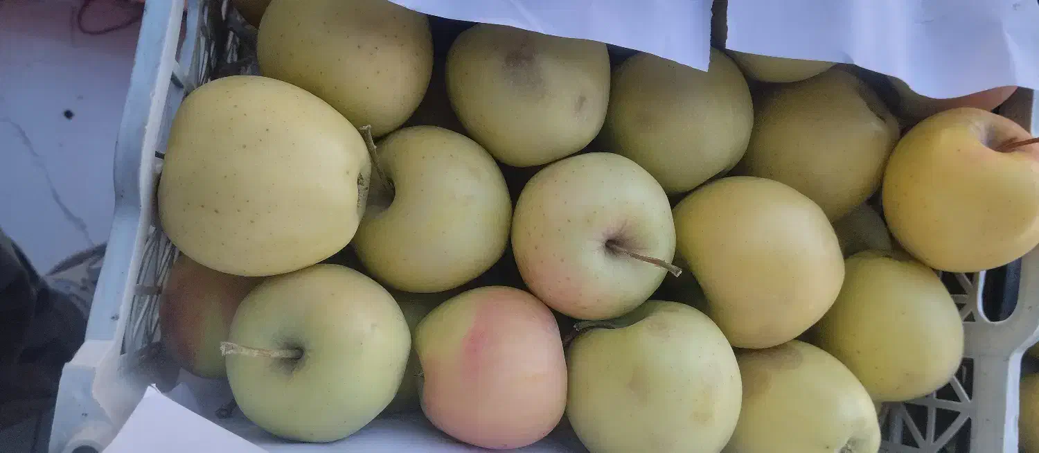 گوجه  ربی گوجه شیراز|عمدهفروشی|بیرجند, |دیوار