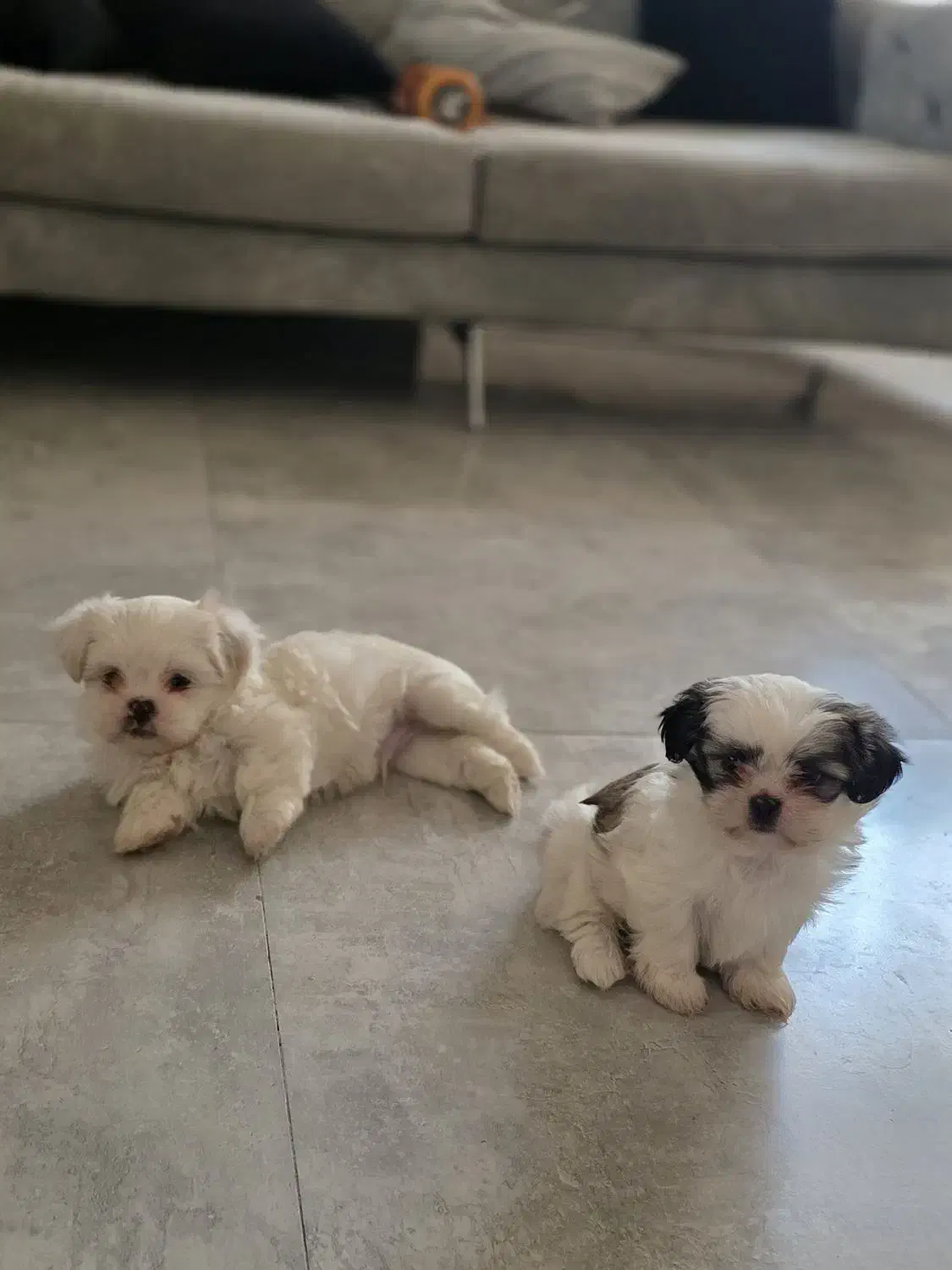 سگمالتیز|سگ|شیراز, انجیر|دیوار