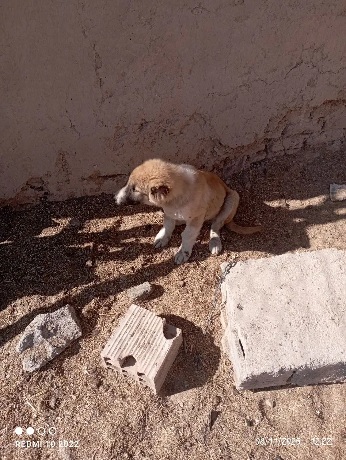 سگ پاکوتاه|سگ|شیروان (خراسان), |دیوار