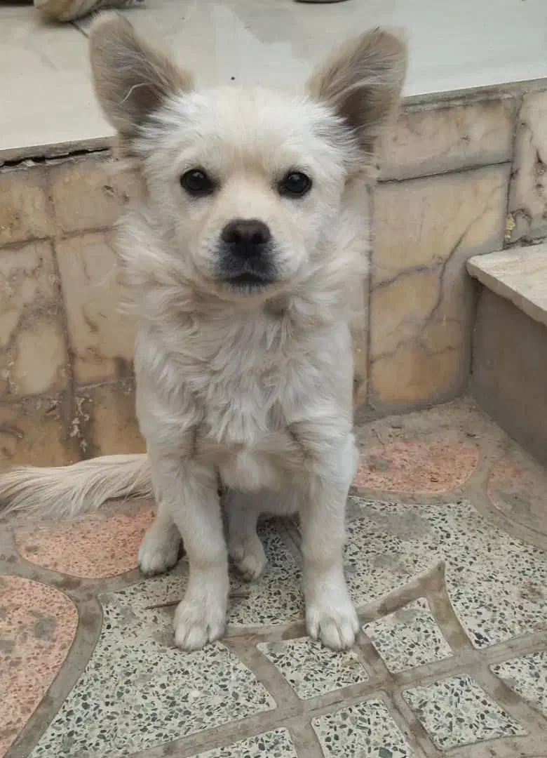 واگذاری سگ پامراشپیتز|سگ|اصفهان, کوی راه حق|دیوار