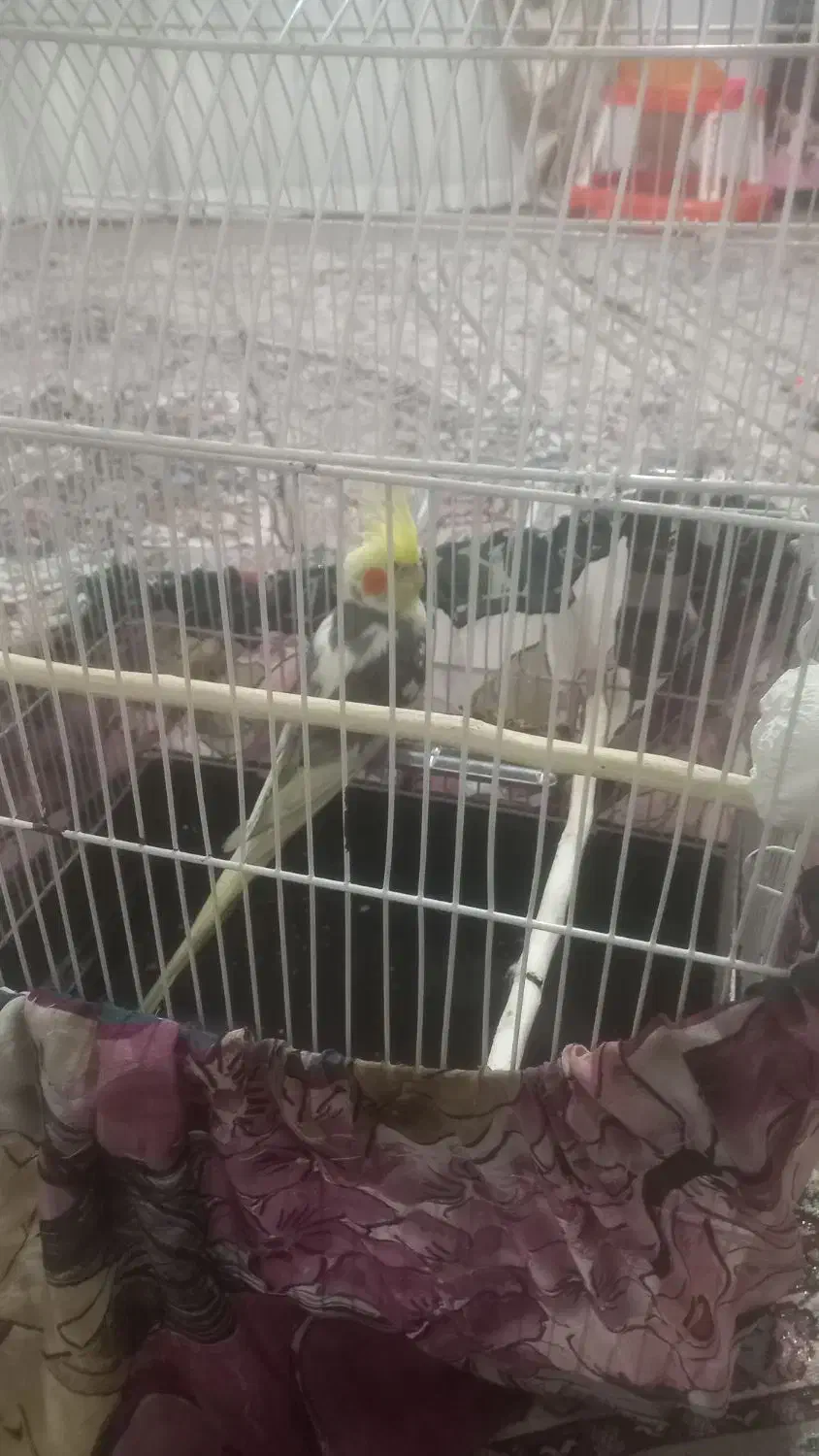 پرنده|پرنده|اقبالیه, |دیوار