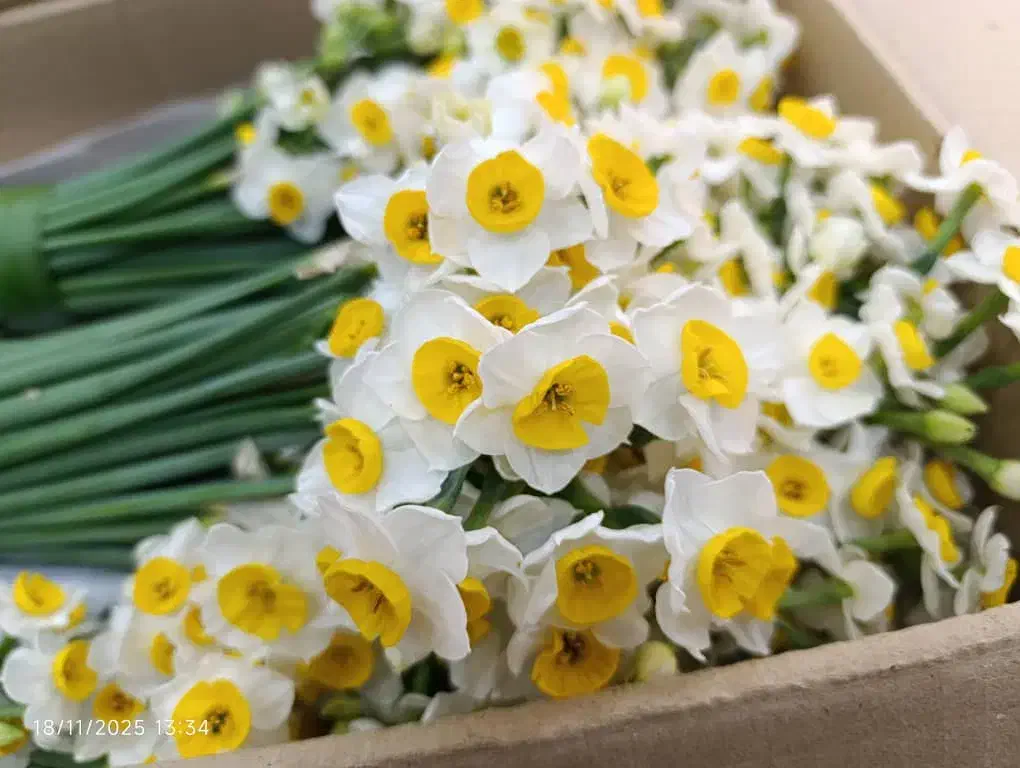 گل نرگس|گل و گیاه طبیعی|بیرجند, |دیوار