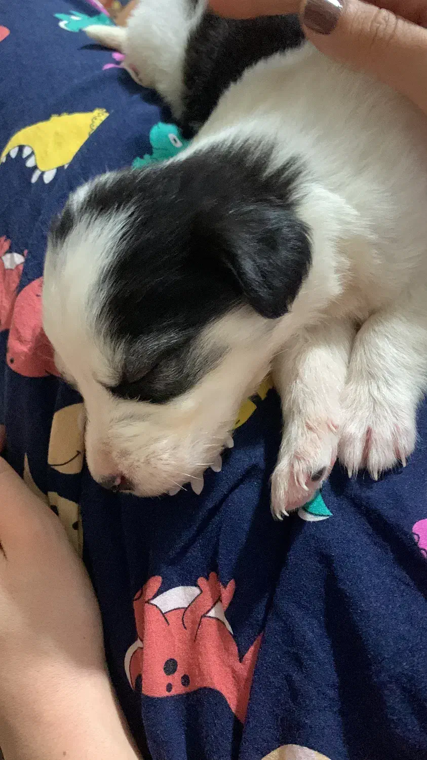 انتقال سگ|سگ|اسلام‌شهر, مظفریه|دیوار