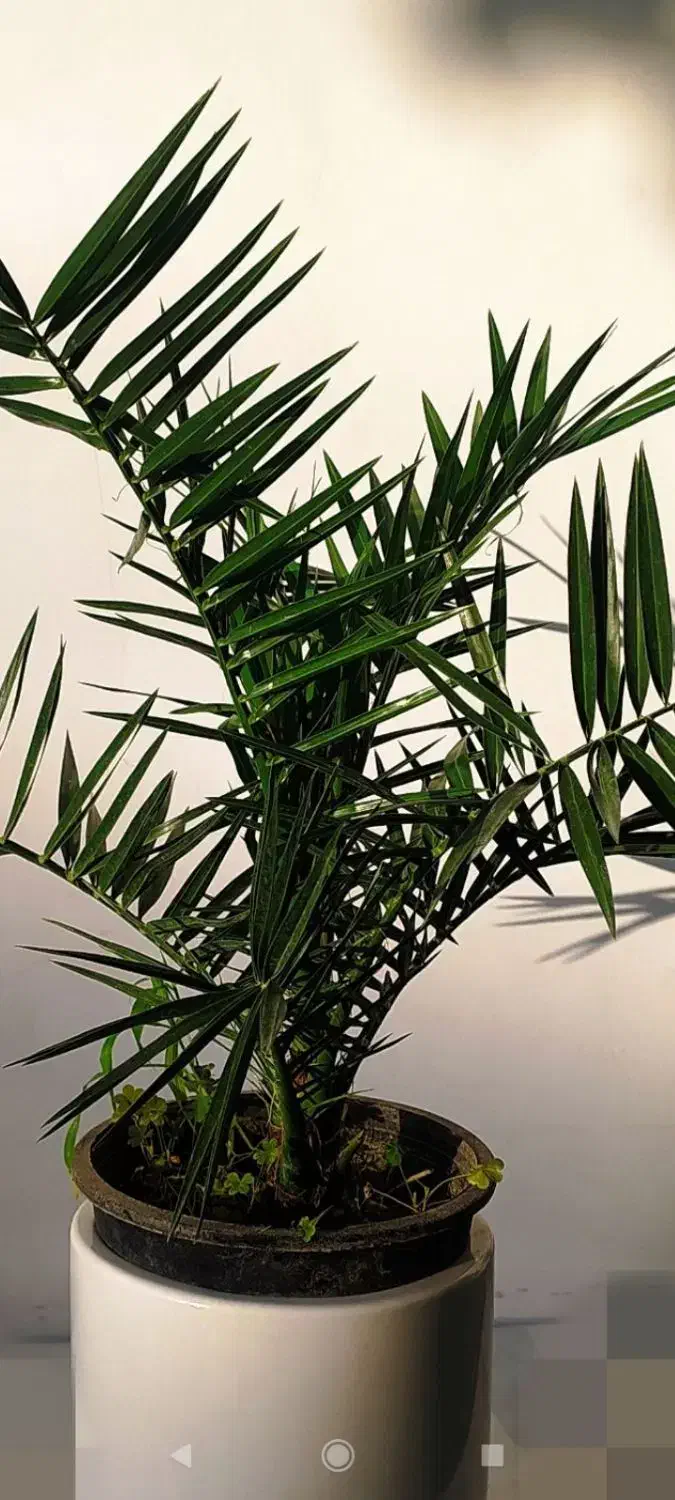 گل کالا|کنسول، بازی ویدئویی و آنلاین|بروجرد, |دیوار