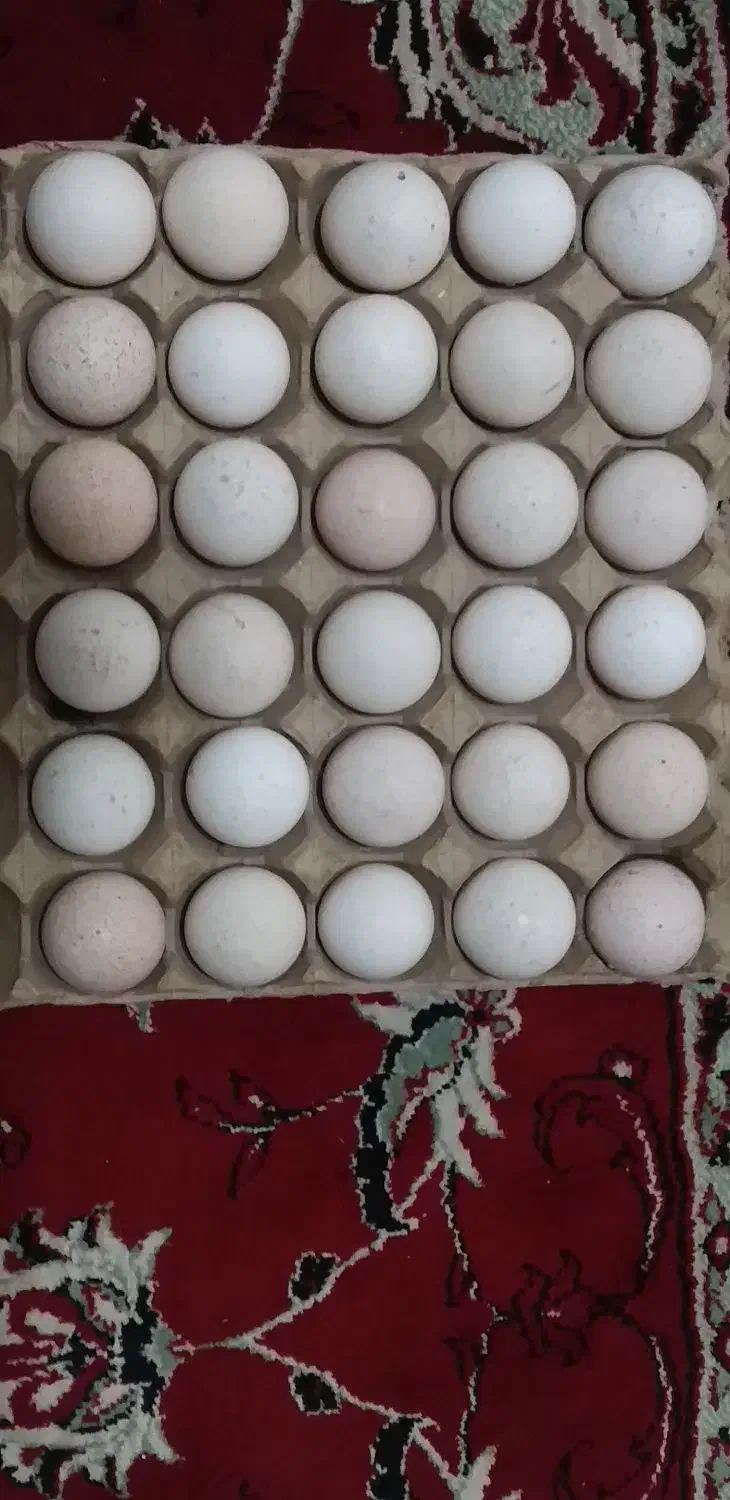 تخم بوقلمون|حیوانات مزرعه|سبزوار, قصبه غربی|دیوار