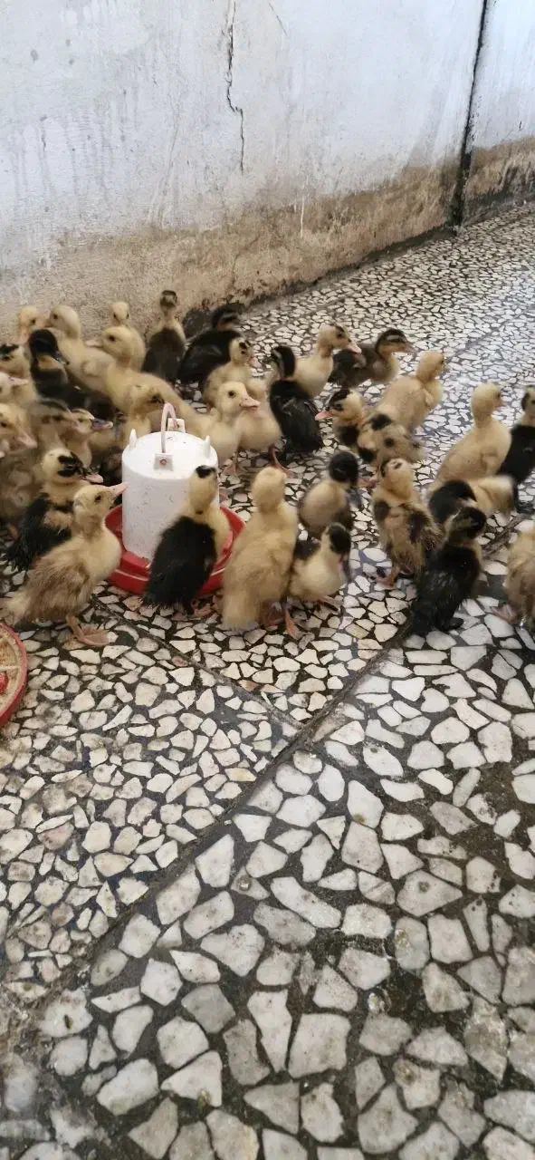 جوجه اردک و جوجه مرغ یکهفتهای|حیوانات مزرعه|رشت, باهنر|دیوار