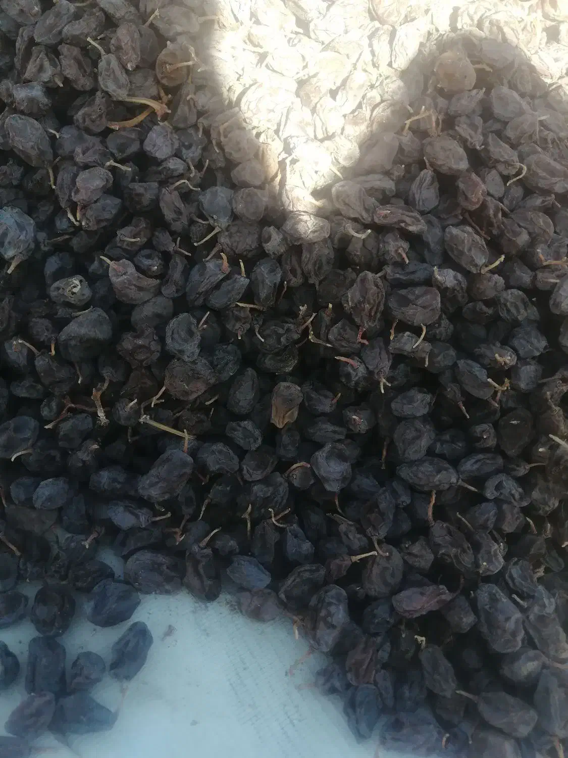 مویز بش|خوردنی و آشامیدنی|شیراز, شهرک مدرس|دیوار