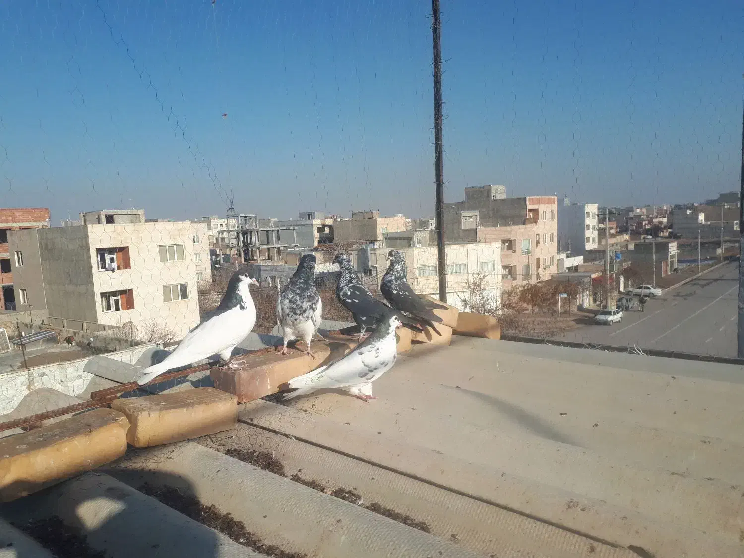 کبوتر رنگی|پرنده|بجنورد, |دیوار