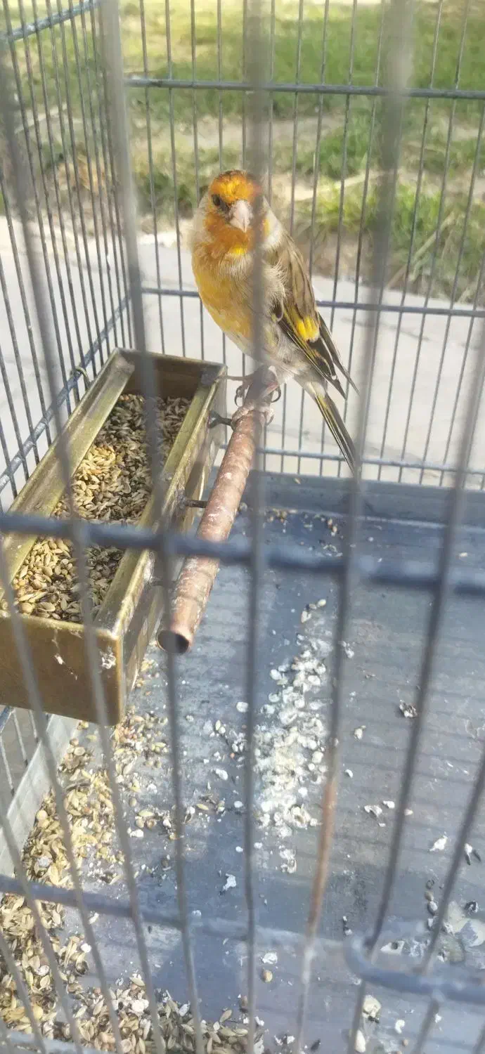 سهره قناری|پرنده|صباشهر, |دیوار