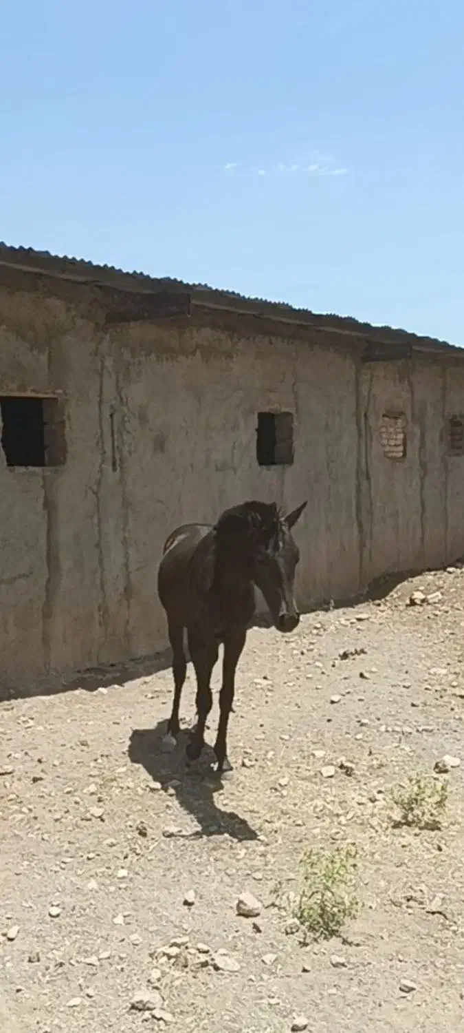 کره مادیون|اسب و تجهیزات اسبسواری|الشتر, |دیوار