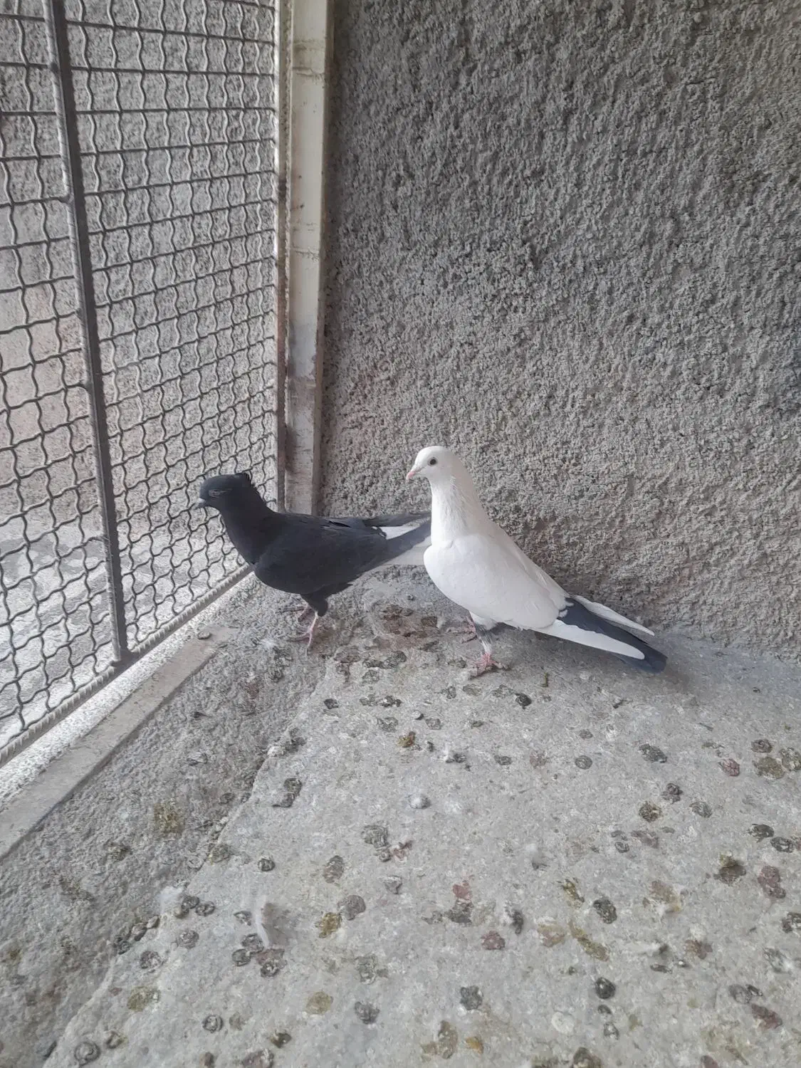 کبوتر|پرنده|ابهر, |دیوار