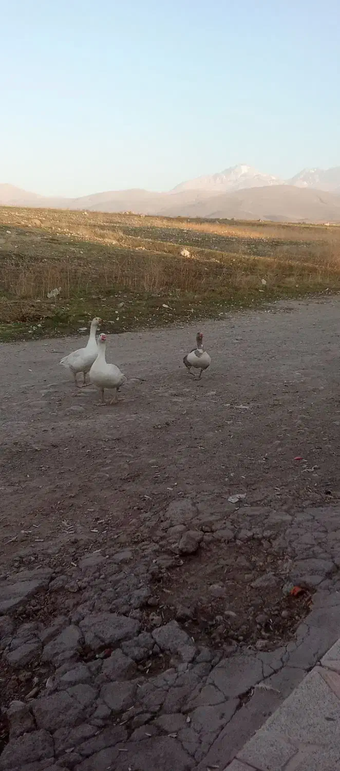 غاز محلی تخم گذار|حیوانات مزرعه|مشگین شهر, |دیوار