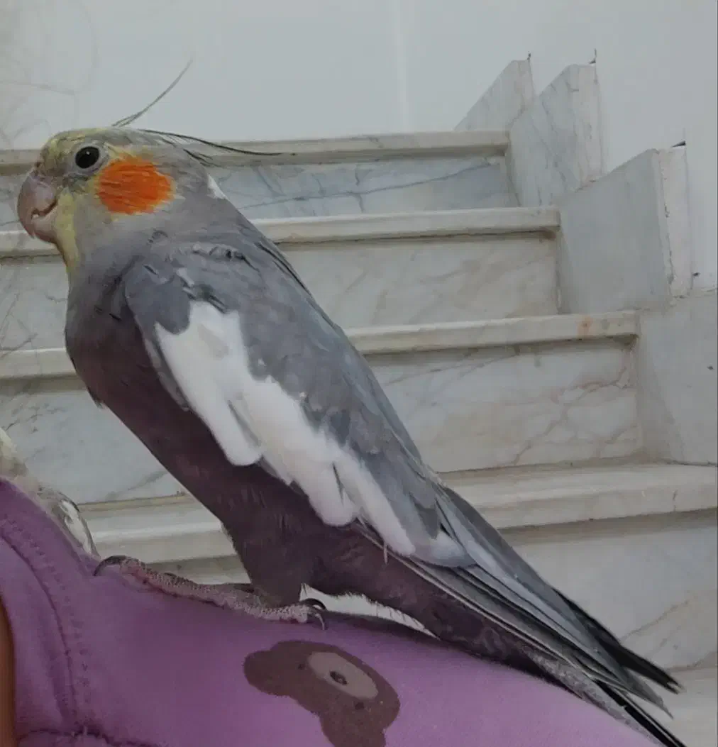 عروس هلندی گمشده|حیوانات|لنگرود, |دیوار