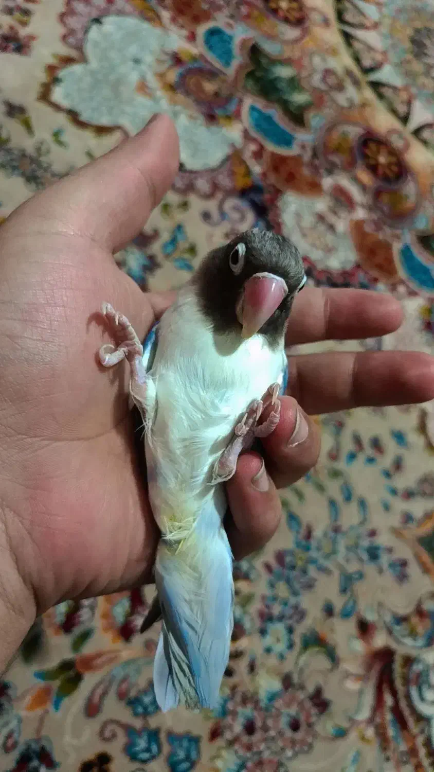 برزیلی نر فیشر نیمه دستی|پرنده|هشتگرد, هشتگرد قدیم|دیوار