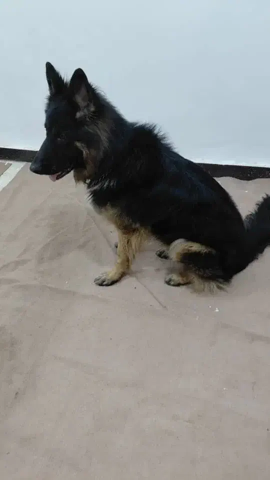 ژرمن شپرد شولاین اصیل|سگ|اهواز, کوروش|دیوار