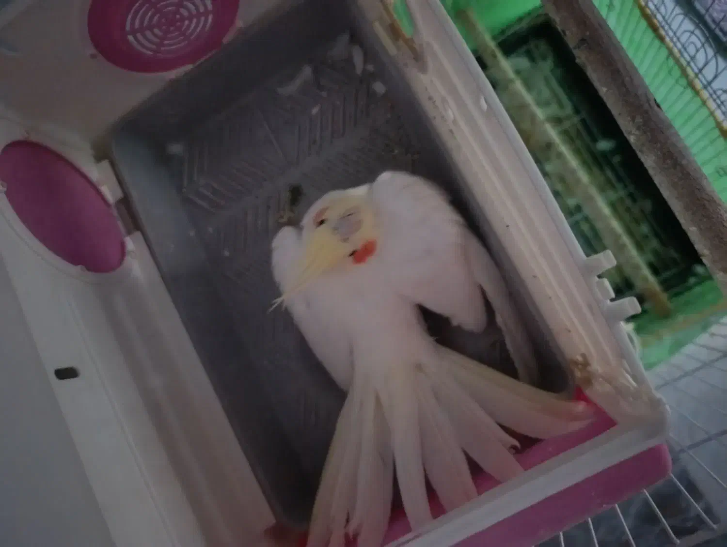 یک عدد عروس هلندی لوتینو ماده|پرنده|قزوین, |دیوار