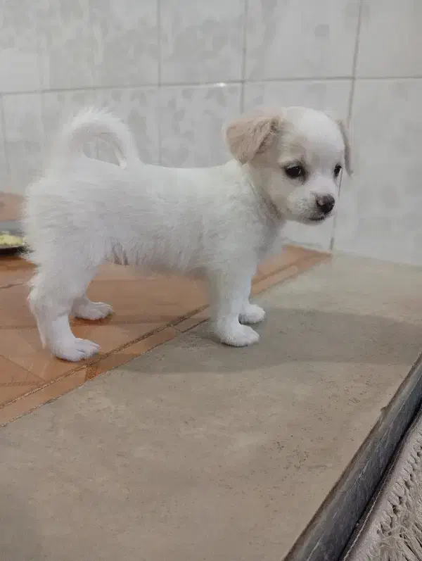 سگ پاکوتاه|سگ|شهریار, کهنز|دیوار