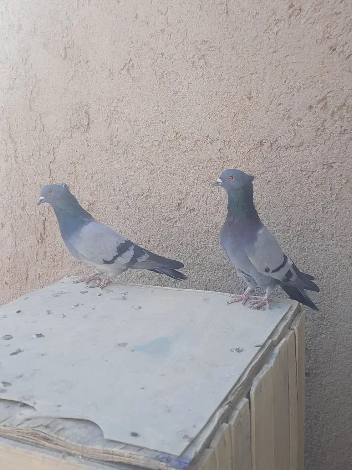 کفتر سبز رگه دار|پرنده|ساوه, |دیوار