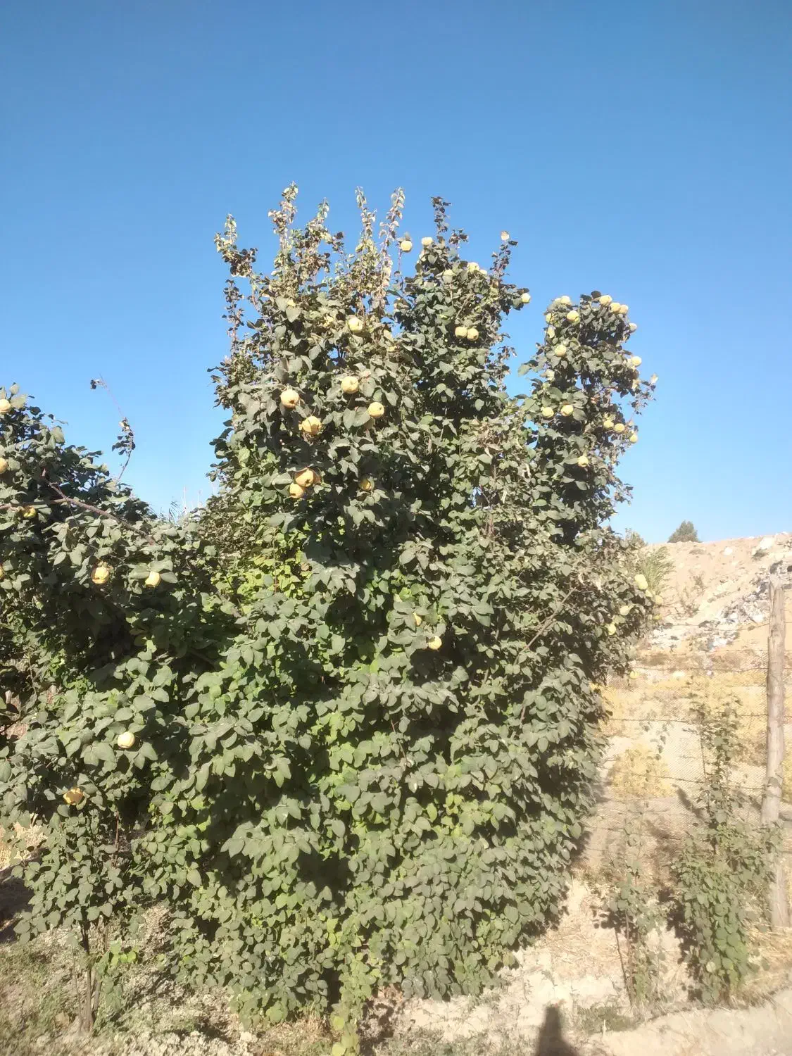 خانه باغ 750متری|فروش خانه و ویلا|ایلام, |دیوار