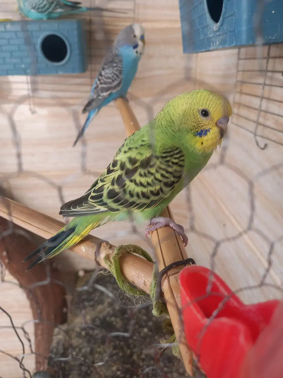 فروشی|پرنده|محمدیه-قزوین, |دیوار