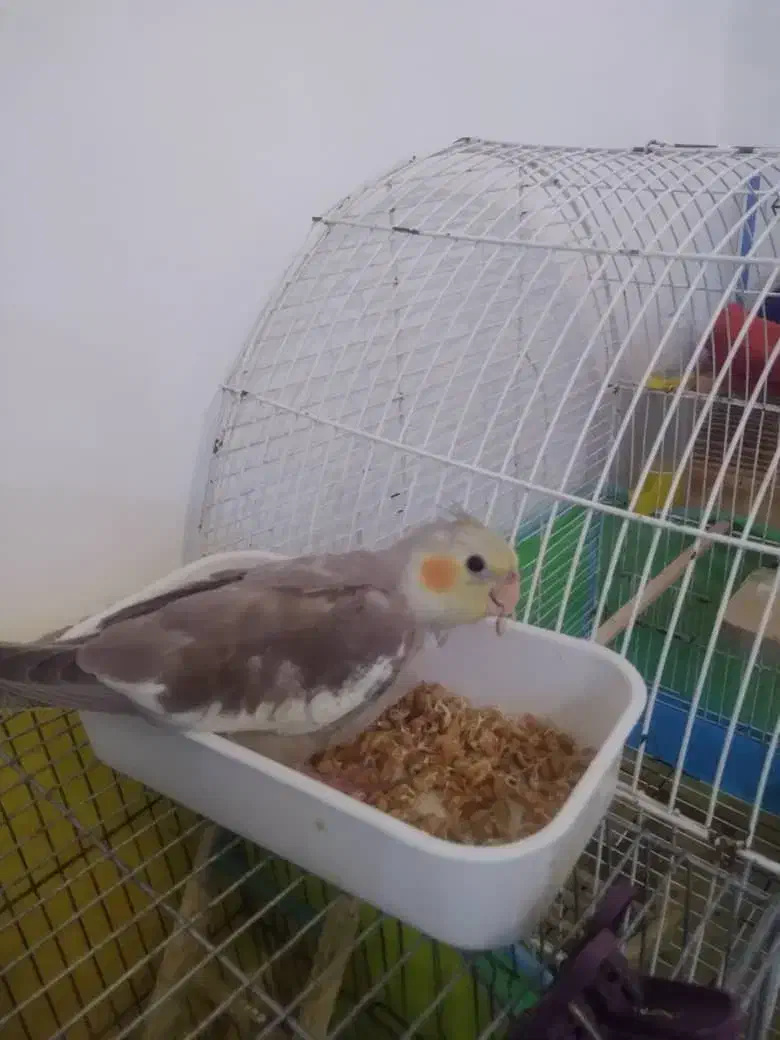 جوجه عروس هلندی|پرنده|لاهیجان, کوی خزر|دیوار