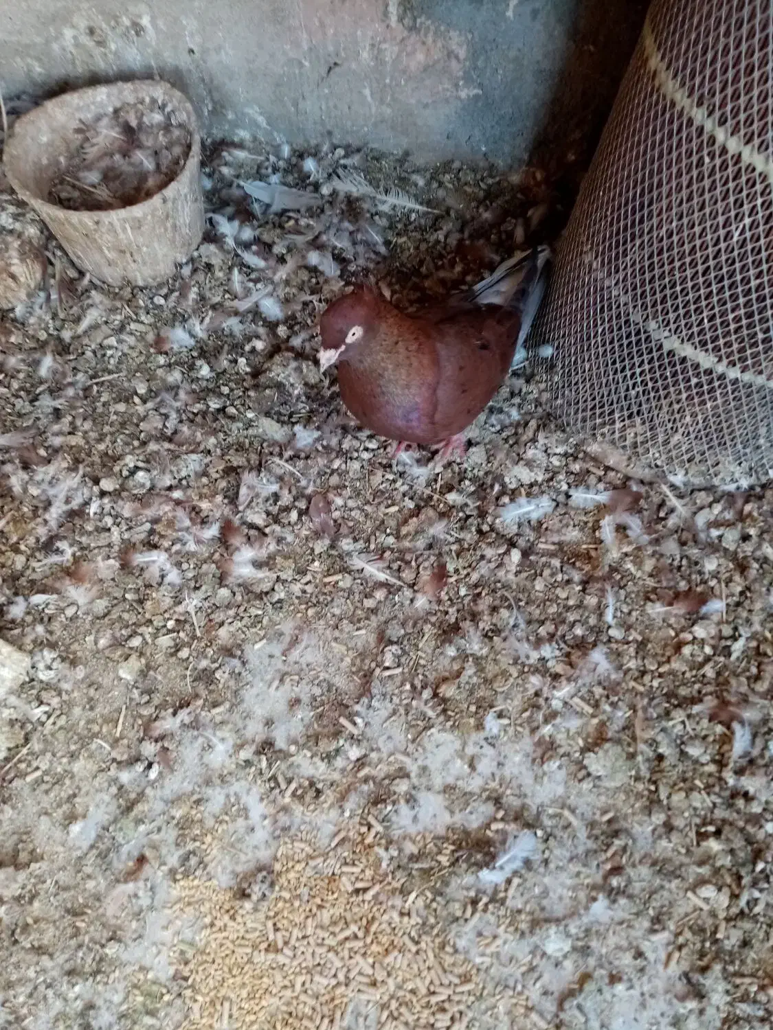 حیوان|پرنده|سبزوار, میدان بار|دیوار