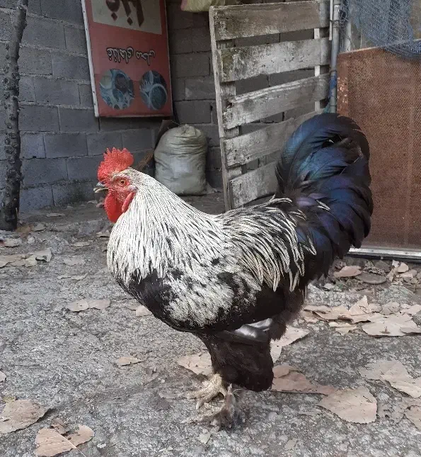 خروس برهما جوان|حیوانات مزرعه|لاهیجان, بوجایه|دیوار