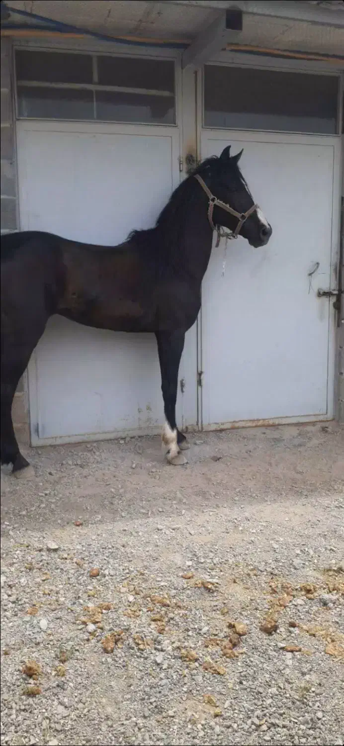 نریان مشکی پرخون ۶ دنگ|اسب و تجهیزات اسبسواری|اراک, |دیوار