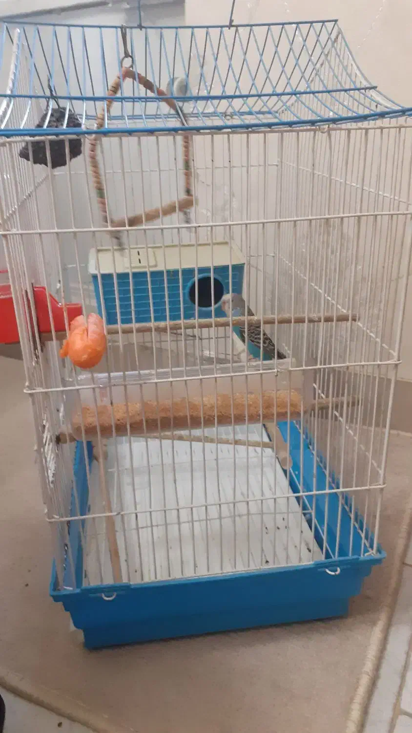 مرغ عشق نر با قفس و وسایل|پرنده|اسلامشهر, شهرک قائمیه|دیوار