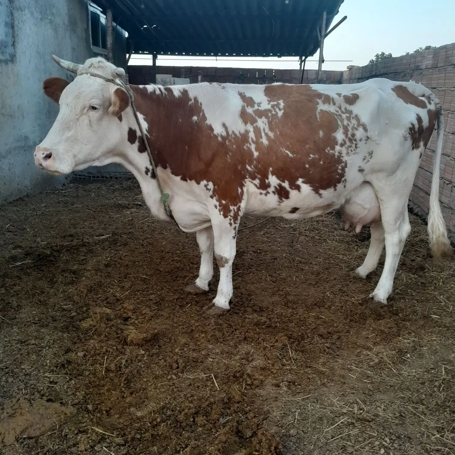 گاو گوساله دار|حیوانات مزرعه|آق قلا, |دیوار