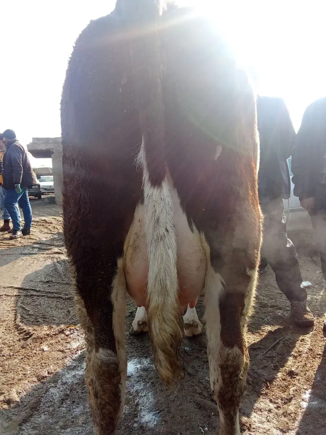 گاو سیمیتال|لوازم جانبی حیوانات|سراجو, |دیوار