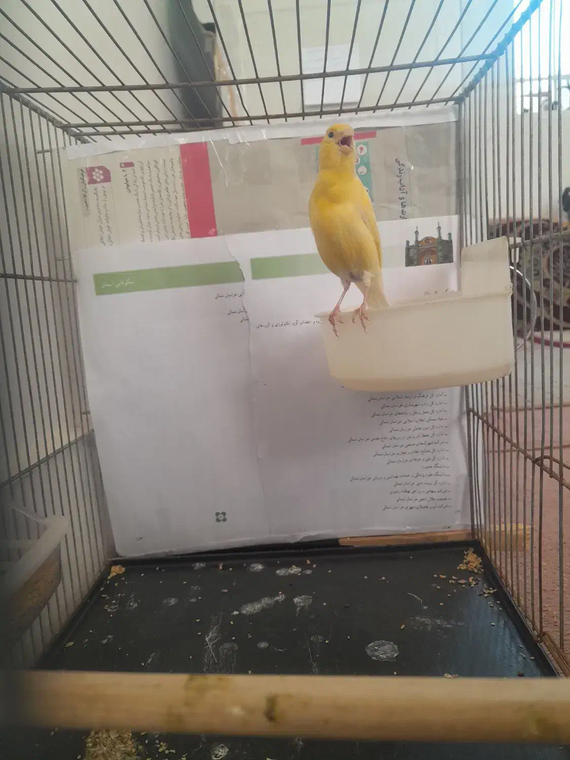 قناری ماده زرد رسمی|پرنده|بجنورد, |دیوار